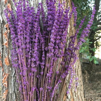 23pcs/35cm Preserved Fresh Lavender,DIY Eternelle Flore,Wedding Favor Flower Road Home Decor.Preserved Dried FLowers
23pcs/35cm Preserved Fresh Lavender,DIY Eternelle Flore,Wedding Favor Flower Road Home Decor.Preserved Dried FLowers