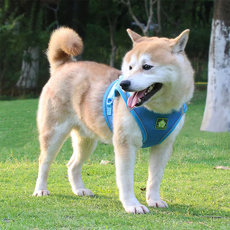 Dog Leash Teddy Small And Medium-sized Dog Vest-style Chest Harness Dog Walking Leash Pet Supplies
Dog Leash Teddy Small And Medium-sized Dog Vest-style Chest Harness Dog Walking Leash Pet Supplies