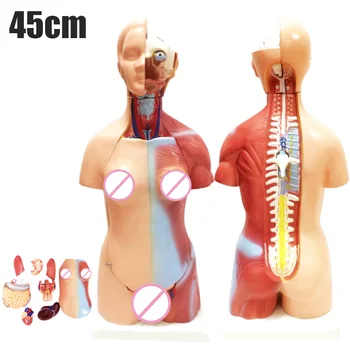 4D Anatomical Assembly Model of Human Organs for Teaching Education School SDF-SHIP
4D Anatomical Assembly Model of Human Organs for Teaching Education School SDF-SHIP