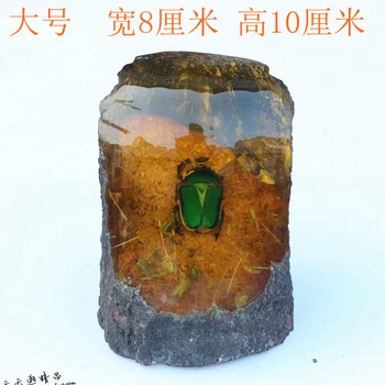 Amber specimen small animal living protolith beetle rare fossil ornament
Amber specimen small animal living protolith beetle rare fossil ornament