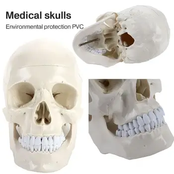 Medical Model Parietal Anatomy Study Skeleton Anatomical PVC Human Visual Durable Head Model Engraving Manual Sculpture
Medical Model Parietal Anatomy Study Skeleton Anatomical PVC Human Visual Durable Head Model Engraving Manual Sculpture