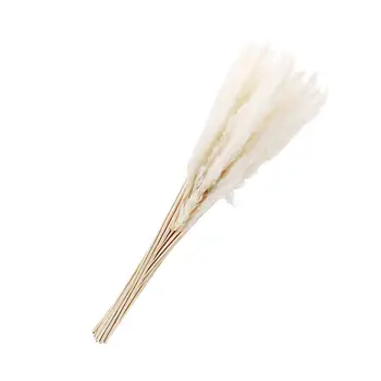 10Pcs Dried Flowers Natural Lightweight Reed Bouquets Flower Arrangement Dried Flower Decor for Shooting Bedrooms 
10Pcs Dried Flowers Natural Lightweight Reed Bouquets Flower Arrangement Dried Flower Decor for Shooting Bedrooms