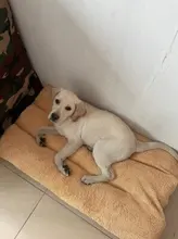 Mats Blanket Mattress Cushion Dogs-House Camas Washable Large Soft For Cats Warm Para