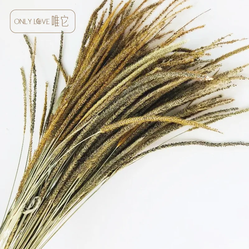Yunnan Dried Flower Bouquet Natural Air Drying Real Flowers Wild kylin cao Clubhouse Living Room Household Decoration Furnishing
Yunnan Dried Flower Bouquet Natural Air Drying Real Flowers Wild kylin cao Clubhouse Living Room Household Decoration Furnishing