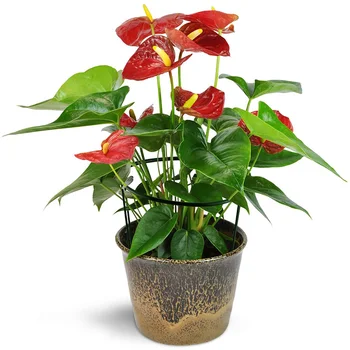 4 Pcs Plant Support Stakes Half Round Metal Ring Cage for Garden Flower Potted L5
4 Pcs Plant Support Stakes Half Round Metal Ring Cage for Garden Flower Potted L5