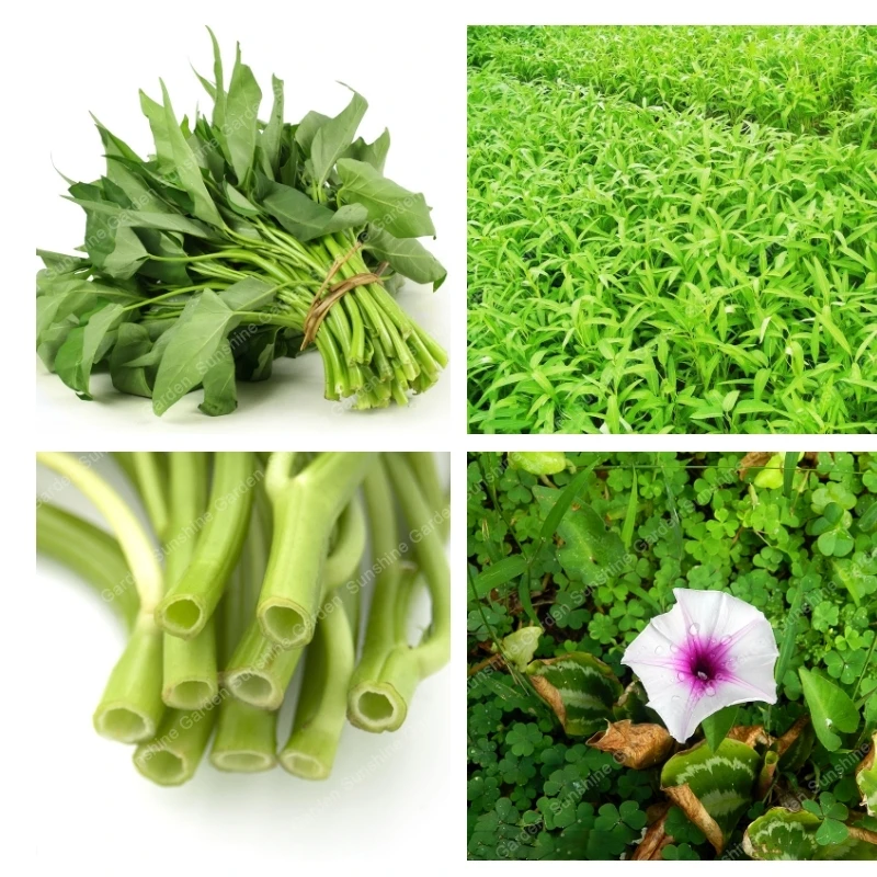 100pcs/bag Delicious Water Spinach Vegetable Bonsai Rich Nutrition Green Vegetables Heat-resisting Easy-growing Free shipping
100pcs/bag Delicious Water Spinach Vegetable Bonsai Rich Nutrition Green Vegetables Heat-resisting Easy-growing Free shipping