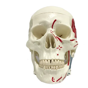 1:1 Medical Anatomical Human,Skull Model High Quality Classic Removable Medical teaching supplies 
1:1 Medical Anatomical Human,Skull Model High Quality Classic Removable Medical teaching supplies