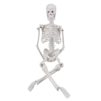 45cm Human Anatomical Anatomy Skeleton Model Medical Learn Aid Anatomy Human Skeletal Model Teaching Tool Halloween Props
45cm Human Anatomical Anatomy Skeleton Model Medical Learn Aid Anatomy Human Skeletal Model Teaching Tool Halloween Props