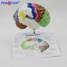 Human Half Brain Anatomy Model Life Size with Instruction Card and Base Colored Anatomical Brain Model Medical Tool Teaching Use
Human Half Brain Anatomy Model Life Size with Instruction Card and Base Colored Anatomical Brain Model Medical Tool Teaching Use