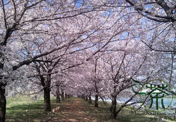 Prunus Yedoensis Cerasus Yedoensis Riben Yinghua
Prunus Yedoensis Cerasus Yedoensis Riben Yinghua