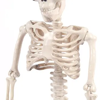 

Full Body Hanging Adult Human Skeleton Halloween Props Scientific Bones Models Realistic Posable Skull Party Building Decor QX2D