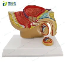 Life Size Human Male Anatomy Pelvis Model for Urinary System Teaching and Learning