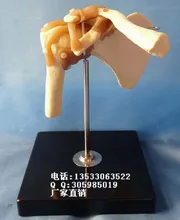 Shoulder bone Functional Model Human Skeleton Medical Teaching model free shipping
Shoulder bone Functional Model Human Skeleton Medical Teaching model free shipping