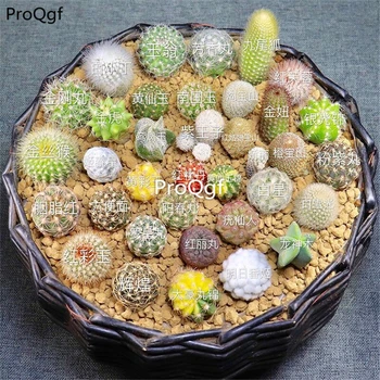 ProQgf 10Pcs A Set random succulent hot species
ProQgf 10Pcs A Set random succulent hot species