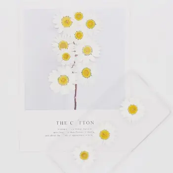 100Pcs Real Natural Dried Pressed Flowers White Daisy Pressed Flower for Resin Jewelry Nail Stickers Makeup Art Crafts
100Pcs Real Natural Dried Pressed Flowers White Daisy Pressed Flower for Resin Jewelry Nail Stickers Makeup Art Crafts