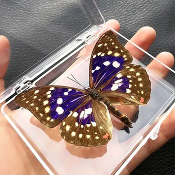 2PCS Creative Natural real Butterfly Specimen Teaching tool Early Childhook home Decoration Small Ornaments Artwork Gift
2PCS Creative Natural real Butterfly Specimen Teaching tool Early Childhook home Decoration Small Ornaments Artwork Gift