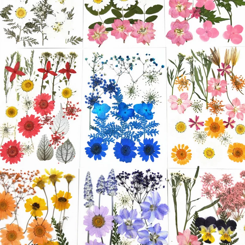 Botanical Specimen Dried Flower Pressed Bookmark Nail Art Jewelry Fillings Pendant Accessory Charms Handmade Epoxy Resin Stuff
Botanical Specimen Dried Flower Pressed Bookmark Nail Art Jewelry Fillings Pendant Accessory Charms Handmade Epoxy Resin Stuff