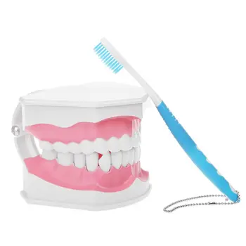 Removable Dental Adult Education Teaching Model with Removable Lower Teeth and Toothbrush for dentist
Removable Dental Adult Education Teaching Model with Removable Lower Teeth and Toothbrush for dentist