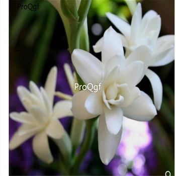 Ngryise 20Ml A Set Polianthes tuberosa 
Ngryise 20Ml A Set Polianthes tuberosa