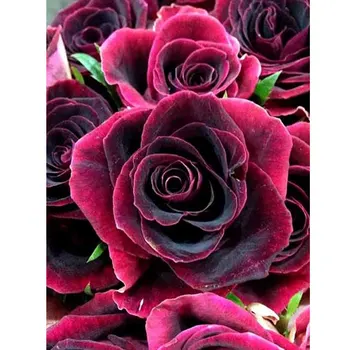 5D DIY Diamond Painting Red Rose Flower Full Drill Diamond Embroidery Cross Stitch Mosaic Rhinestone Home Decor Handmade Gifts
5D DIY Diamond Painting Red Rose Flower Full Drill Diamond Embroidery Cross Stitch Mosaic Rhinestone Home Decor Handmade Gifts