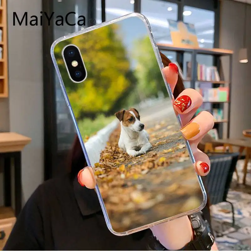 Jack Russell Terrier Dog