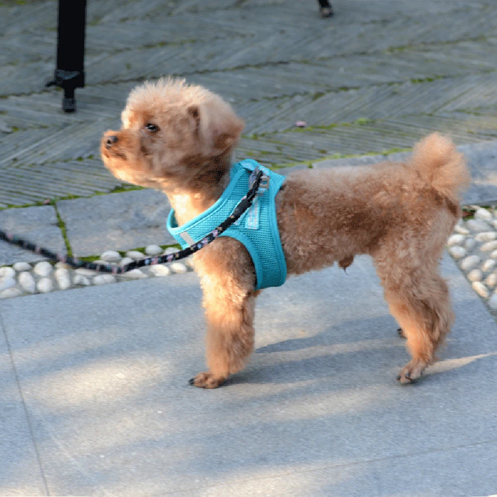 Adjustable Dog Harness Pets Strap Breathable Leash Mesh Chest Strap Belt with Traction Rope for Dogs Puppy Collar Walking Lead
Adjustable Dog Harness Pets Strap Breathable Leash Mesh Chest Strap Belt with Traction Rope for Dogs Puppy Collar Walking Lead