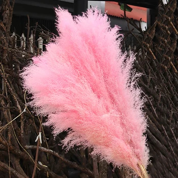 Natural Reed Pampas grass large Dried Flower Wedding Flower Ceremony Decoration Modern Home Decoration Fast shipping 80cm 5pcs
Natural Reed Pampas grass large Dried Flower Wedding Flower Ceremony Decoration Modern Home Decoration Fast shipping 80cm 5pcs