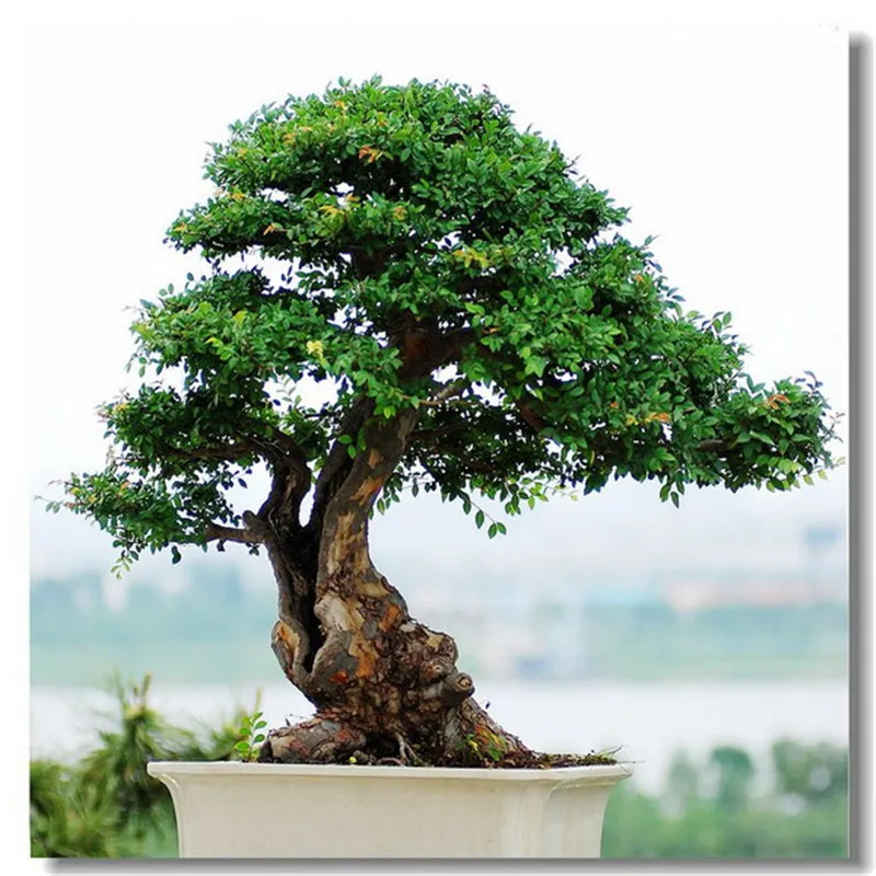 Sale! 10 pieces/bag Blue Cycas bonsai, sago palm tree plant, cycad bonsai, rare potted plants for family garden free shipping 
Sale! 10 pieces/bag Blue Cycas bonsai, sago palm tree plant, cycad bonsai, rare potted plants for family garden free shipping