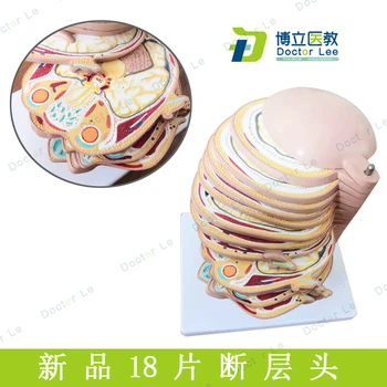 18pcs Detachable Human Head Brain Cross-section Model Horizontal Cut Model CTMRI Medical Imaging
18pcs Detachable Human Head Brain Cross-section Model Horizontal Cut Model CTMRI Medical Imaging