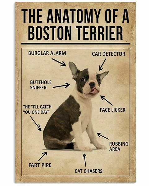 Фото Плакат Анатомия Бостона терьера Художественная печать подарок для любителей