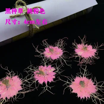 18PCS Nature Pressed Flower,Love-in-a-mist Plant Flower Petals ,DIY Bookmark Photo Gift Card,Flores secas Facial Floral Décor
18PCS Nature Pressed Flower,Love-in-a-mist Plant Flower Petals ,DIY Bookmark Photo Gift Card,Flores secas Facial Floral Décor