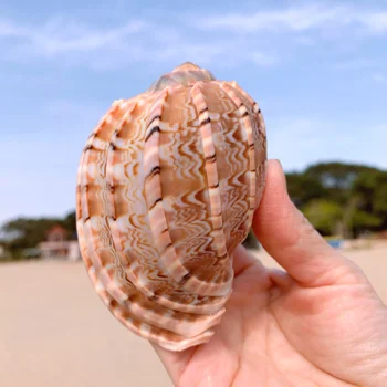 New Sea Snail Natural Shell Large Conch Fish Tank Aquarium Decoration Roll Shellfish Breeding Mediterranean Shell Pot Furnishing
New Sea Snail Natural Shell Large Conch Fish Tank Aquarium Decoration Roll Shellfish Breeding Mediterranean Shell Pot Furnishing