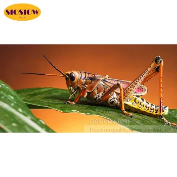 5d Diy Diamond Painting Color Insect Grasshopper Diamond Embroidery Animals Needlework Cross Stitch Full Square Home Decoration
5d Diy Diamond Painting Color Insect Grasshopper Diamond Embroidery Animals Needlework Cross Stitch Full Square Home Decoration