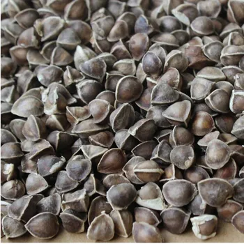 100pcs-1000pcs Moringa seeds, 99% high germination rate moringa seeds free shipping 
100pcs-1000pcs Moringa seeds, 99% high germination rate moringa seeds free shipping