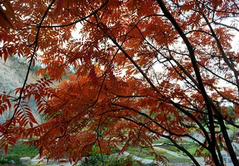 Toxicodendron Vernicifluum Chinese Lacquer Tree Ye Qi Shu
Toxicodendron Vernicifluum Chinese Lacquer Tree Ye Qi Shu