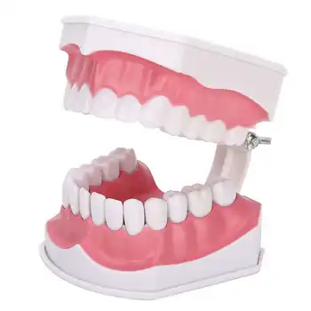 Tooth model 180 degrees open gum model shows you the position of each tooth comes with a toothbrush to teach
Tooth model 180 degrees open gum model shows you the position of each tooth comes with a toothbrush to teach