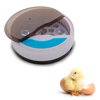 Egg Incubator Poultry Brooder Temperature Adjustable LED Light Full Automatic Hatchery Small Home Chicken Duck 9 Eggs Wide Use
Egg Incubator Poultry Brooder Temperature Adjustable LED Light Full Automatic Hatchery Small Home Chicken Duck 9 Eggs Wide Use