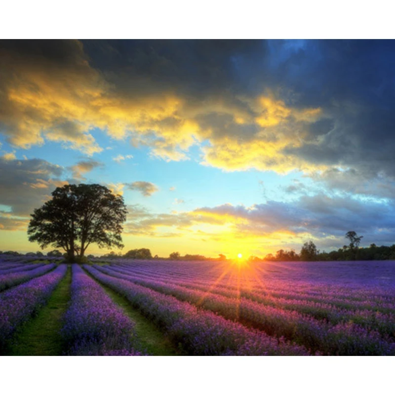 Paint By Numbers Flowers Lavender On Canvas For Drawing Kits Paintings For Adults Coloring By Number Picture Home Decoration Art
Paint By Numbers Flowers Lavender On Canvas For Drawing Kits Paintings For Adults Coloring By Number Picture Home Decoration Art