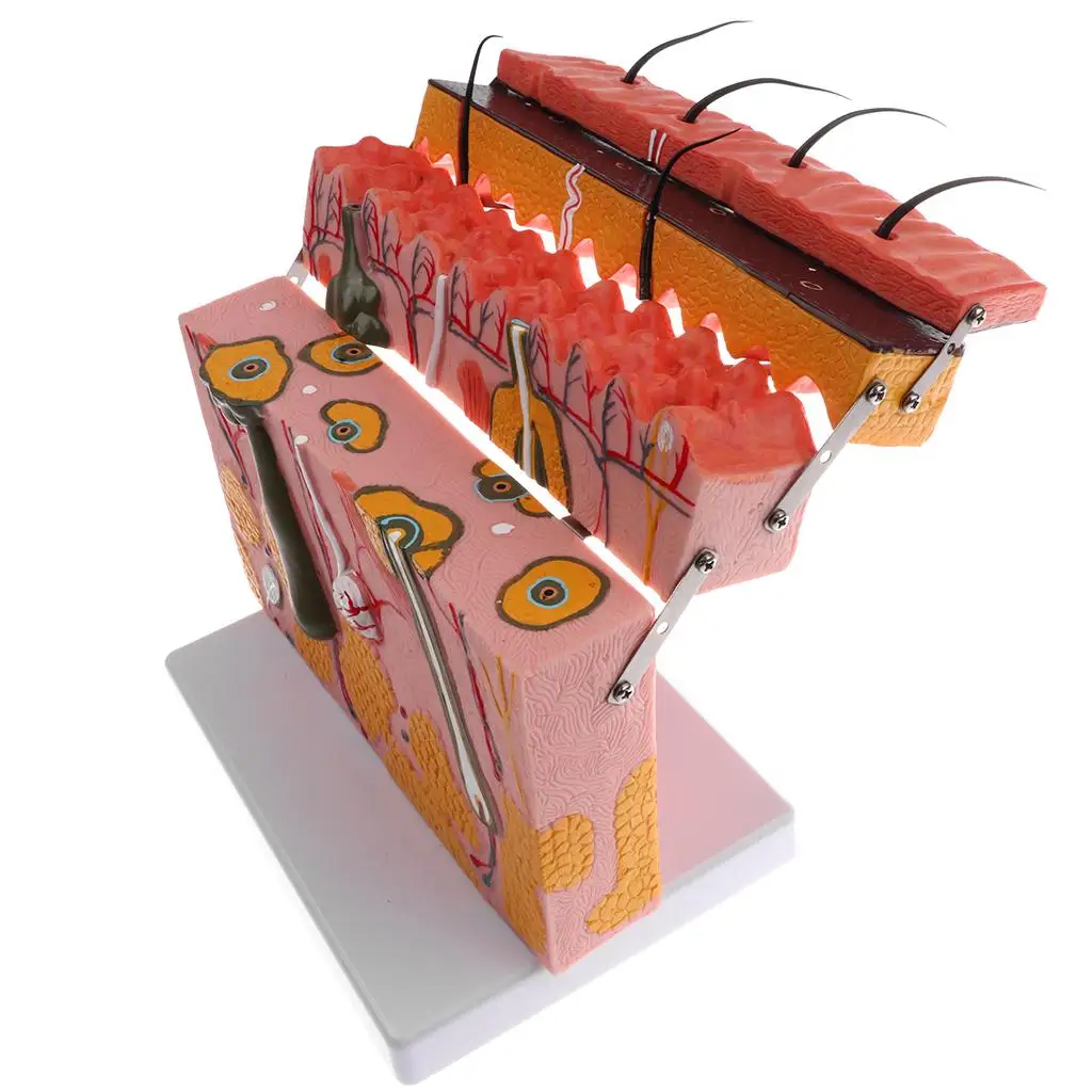 70x, гибкая секция, 4-слойная модель анатомии кожи, модель человеческой кожи, увеличительная медицинская модель, комплект
70x, гибкая секция, 4-слойная модель анатомии кожи, модель человеческой кожи, увеличительная медицинская модель, комплект