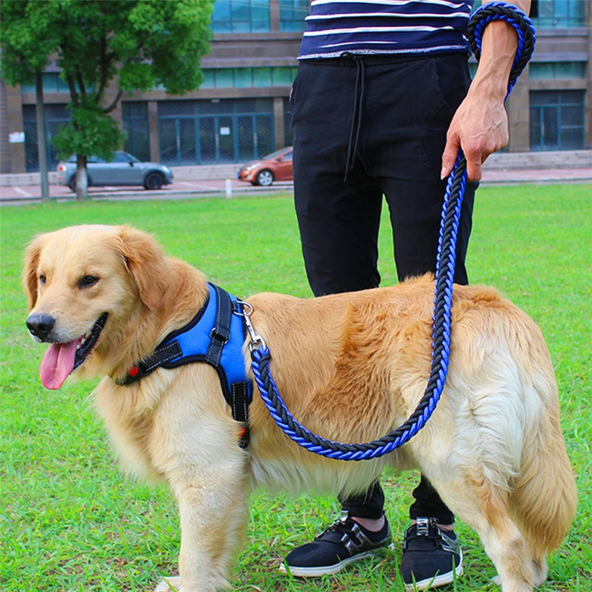 harness for australian shepherd