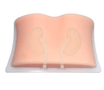 Ultrasound-guided renal puncture model Kidney biopsy model Percutaneous nephrolithotomy for Kidney stone surgery
Ultrasound-guided renal puncture model Kidney biopsy model Percutaneous nephrolithotomy for Kidney stone surgery