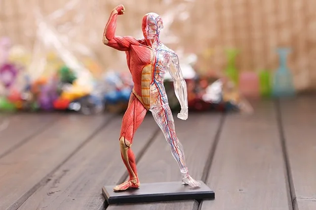4D Master игрушки для сборки головоломки человеческий мышечный орган анатомическая