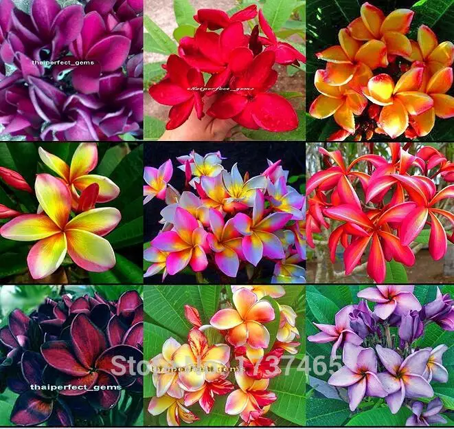 "24 Types",5 pcs Real Fresh Plumeria Rubra Frangipani Lilavadee Flower Tree bonsai
"24 Types",5 pcs Real Fresh Plumeria Rubra Frangipani Lilavadee Flower Tree bonsai
