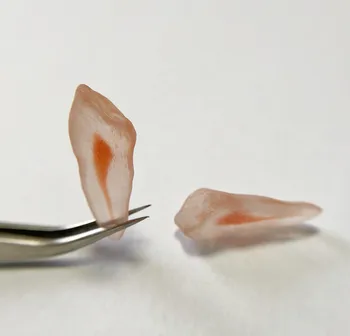 3D Simulation Tooth Replicas Canine Cuspid Teeth A# Model Red Pulp Root Canal Bending Endo Files Practise for Student 2 Pieces
3D Simulation Tooth Replicas Canine Cuspid Teeth A# Model Red Pulp Root Canal Bending Endo Files Practise for Student 2 Pieces