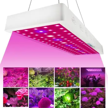 CASTNOO 1000W LED Grow Light Full Spectrum Indoor Hydro Veg Flower Growing Lamp for Plants Led Grow Lights Indoor Full Spectrum
CASTNOO 1000W LED Grow Light Full Spectrum Indoor Hydro Veg Flower Growing Lamp for Plants Led Grow Lights Indoor Full Spectrum