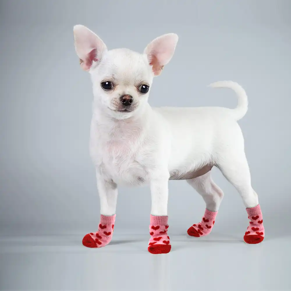 dog wear shoes
