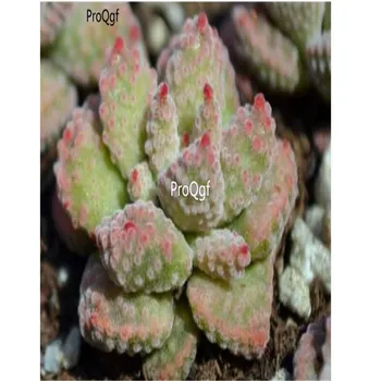Ngryise 2Pcs A Set Crassula ausensis subsp. titanopsis 
Ngryise 2Pcs A Set Crassula ausensis subsp. titanopsis