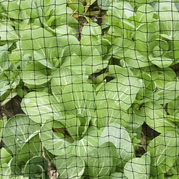 PP Bird Netting Heavy Duty Anti Bird Deer Protection Net Reusable Protective Netting for Garden Plants Fruit Trees Against Birds
PP Bird Netting Heavy Duty Anti Bird Deer Protection Net Reusable Protective Netting for Garden Plants Fruit Trees Against Birds