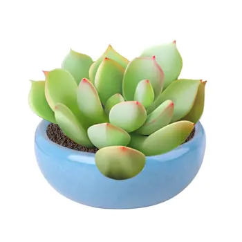 8Pce/Set Mini Ice Crack Porcelain Flower Bonsai Pot Ceramic For Succulent Plant
8Pce/Set Mini Ice Crack Porcelain Flower Bonsai Pot Ceramic For Succulent Plant