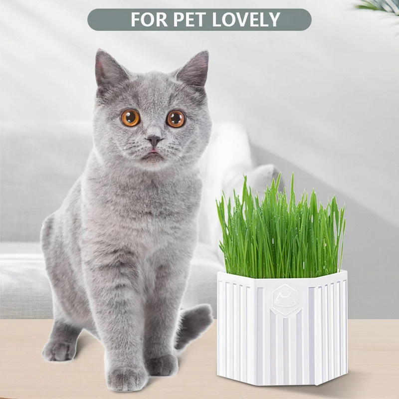 Cat Grass Balcony Cultivation Pot Plant Nursery Potted DIY Multifunctional Gardening Seed Planting Pot Succulent Flower Pot
Cat Grass Balcony Cultivation Pot Plant Nursery Potted DIY Multifunctional Gardening Seed Planting Pot Succulent Flower Pot